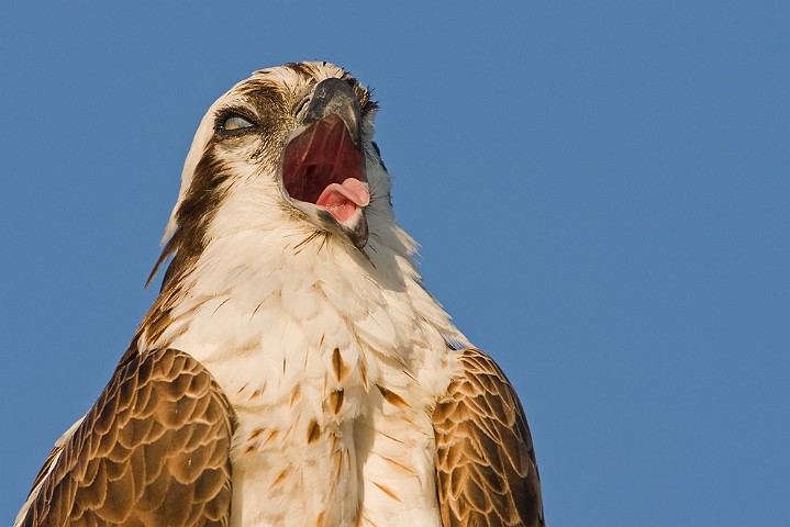 Fischadler Pandion haliaetus Osprey